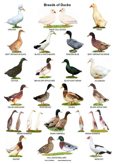 A type of duck Figgerits .